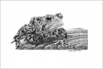 American Toad by Robert Oughton